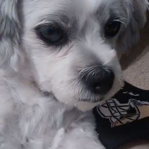 Meet your Posher, Viola